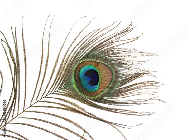 Obraz A peacock feather