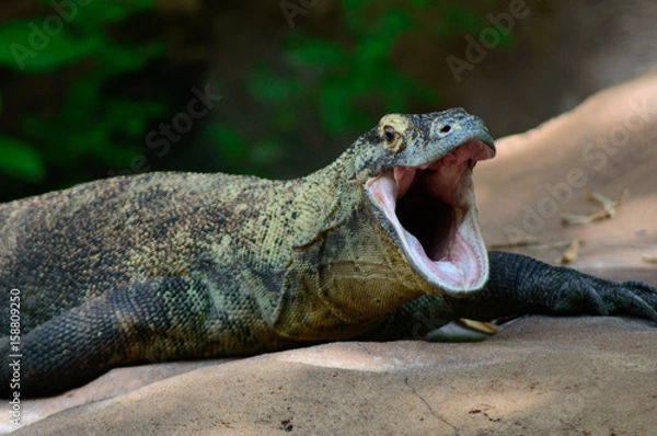 Obraz Comodo dragon yowning