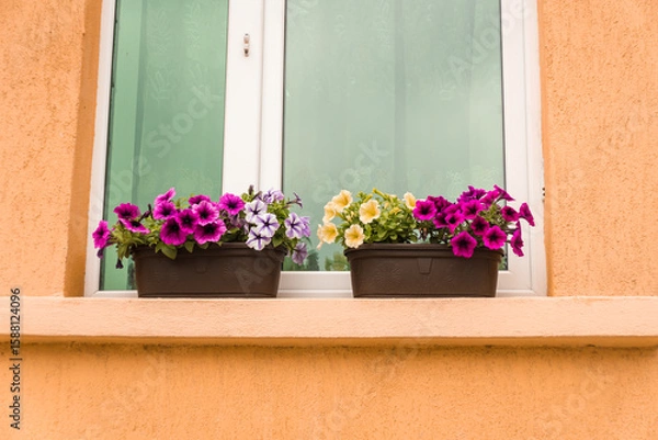 Obraz Brown flower pots with multicolored flowers are placed on a windowsill, adding a touch of color and charm. Peach wall of a building with windows decorated with flowers