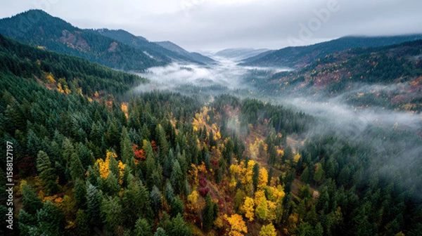Fototapeta Aerial view of a foggy mountain landscape with dense forests and autumn colors on a cloudy day