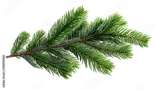 Obraz christmas tree branch