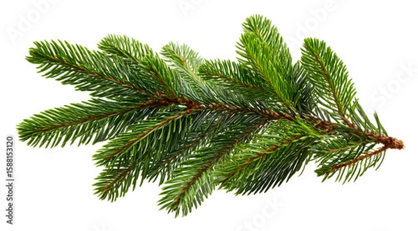 Obraz pine branch isolated on white