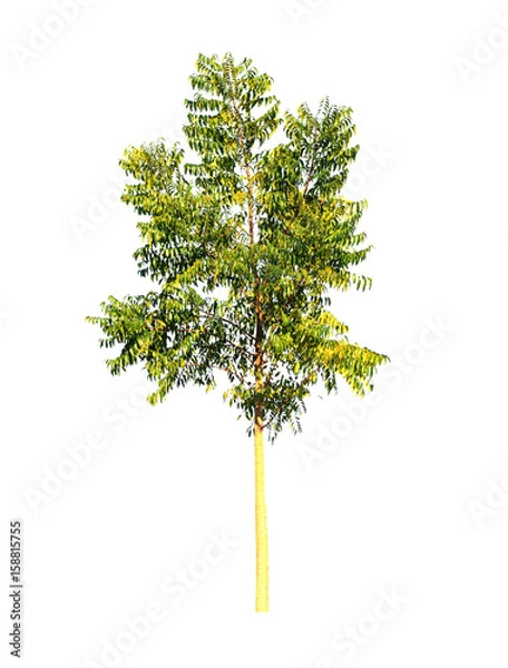 Fototapeta Tree isolated on white background
