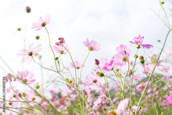 Obraz Pink daisy field