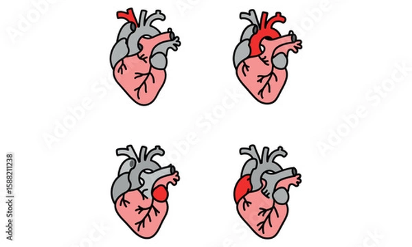 Fototapeta Color vector icons of human heart with arteries and veins in anatomical style
