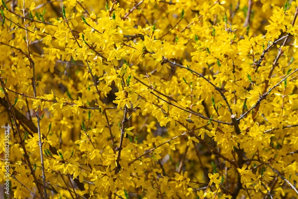 Obraz Forsythia, yellow spring flowers texture background