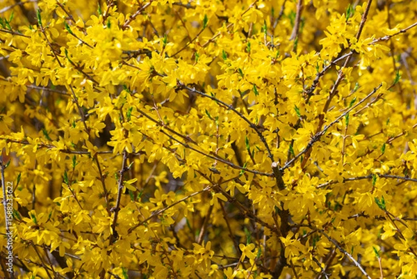 Obraz Forsythia, yellow spring flowers texture background