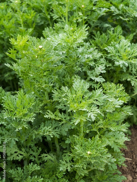 Fototapeta シュンギク畑