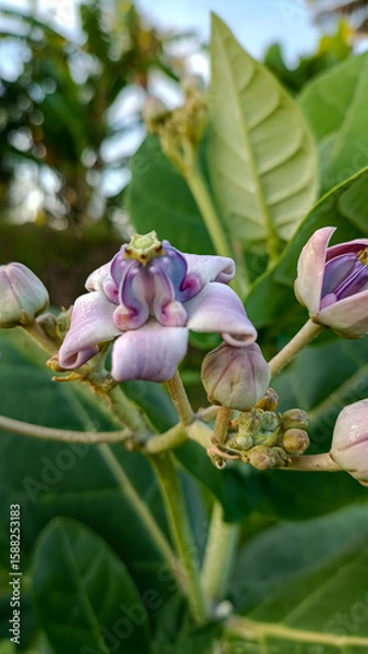 Fototapeta This flower is called biduri or widuri. Its flowers are covered in white or purple wax. Its leaves are oval-shaped and its stems secrete a milky white latex. It's a beautiful flower.