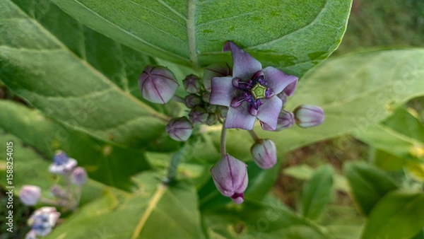 Fototapeta This flower is called biduri or widuri. Its flowers are covered in white or purple wax. Its leaves are oval-shaped and its stems secrete a milky white latex. It's a beautiful flower.