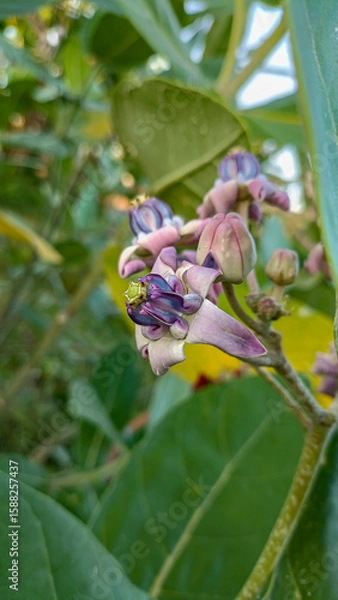 Fototapeta This flower is called biduri or widuri. Its flowers are covered in white or purple wax. Its leaves are oval-shaped and its stems secrete a milky white latex. It's a beautiful flower.