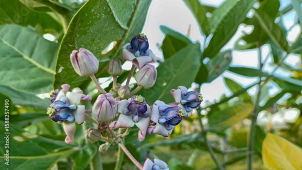 Fototapeta This flower is called biduri or widuri. Its flowers are covered in white or purple wax. Its leaves are oval-shaped and its stems secrete a milky white latex. It's a beautiful flower.