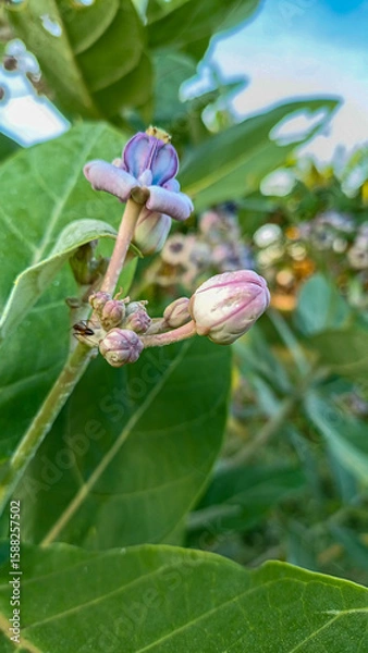 Fototapeta This flower is called biduri or widuri. Its flowers are covered in white or purple wax. Its leaves are oval-shaped and its stems secrete a milky white latex. It's a beautiful flower.