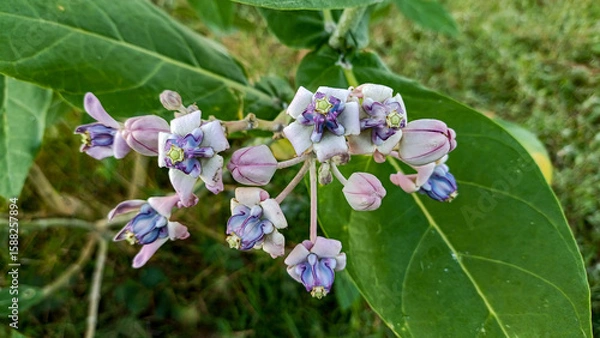 Fototapeta This flower is called biduri or widuri. Its flowers are covered in white or purple wax. Its leaves are oval-shaped and its stems secrete a milky white latex. It's a beautiful flower.