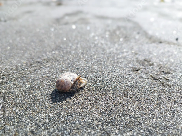 Obraz small hermit crabs on the beach