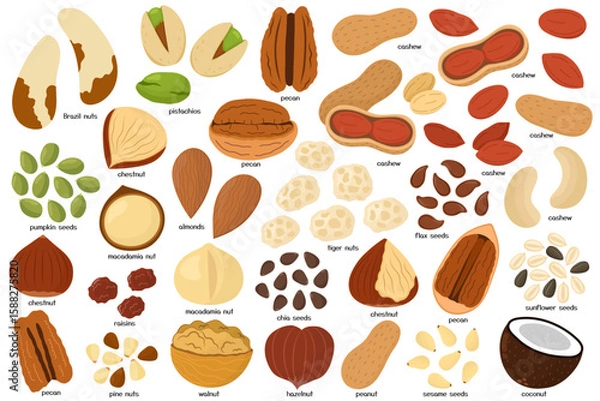 Fototapeta Dried nuts and seeds isolated on white background bundle. Pecan, almonds, walnut, hazelnut, peanuts, pistachios and other healthy food elements collection. Vector illustration