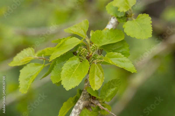 Obraz Blätter und Blüten eines Maulbeerbaums