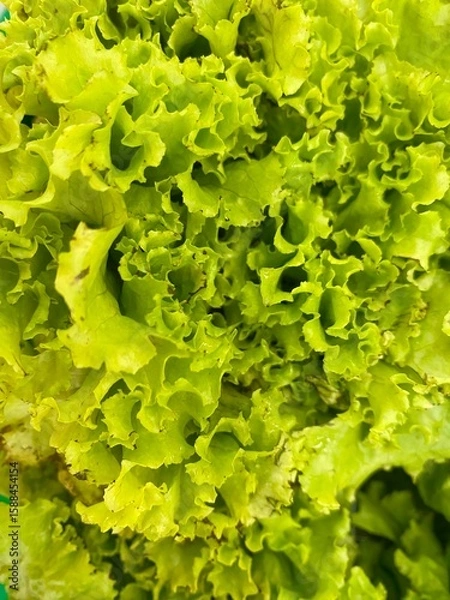 Fototapeta green lettuce background