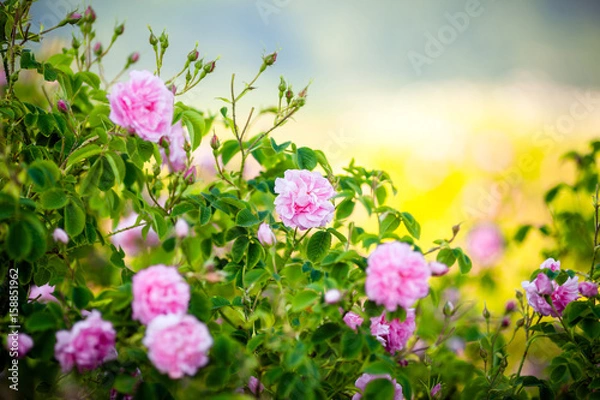 Obraz Rosa Damascena from rose valley