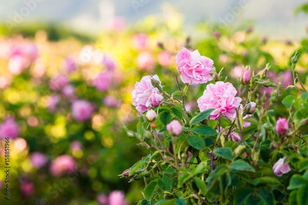 Obraz Rosa Damascena z doliny róż