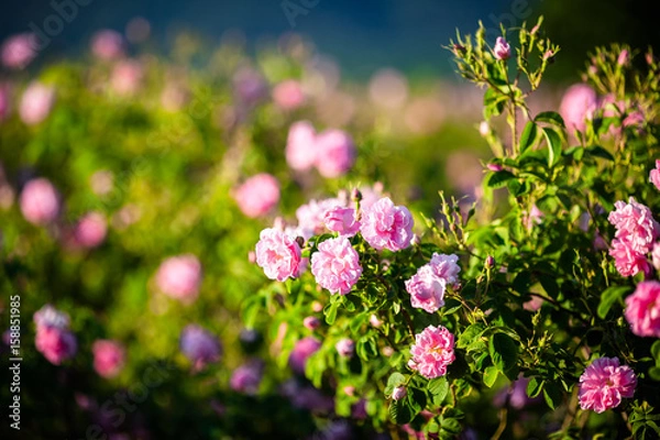 Obraz Rosa Damascena from rose valley