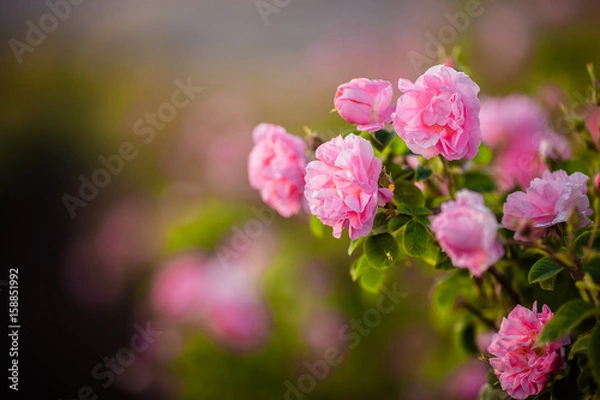 Obraz Rosa Damascena from rose valley