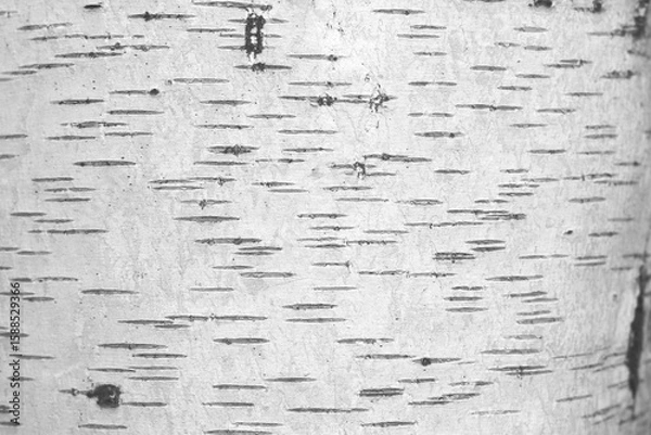 Fototapeta pattern of birch bark with black birch stripes