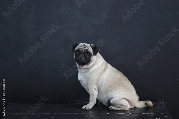 Obraz pug