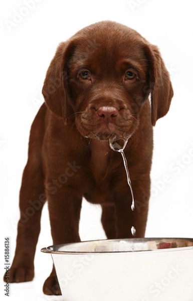Fototapeta Puppy with a bowl and water.