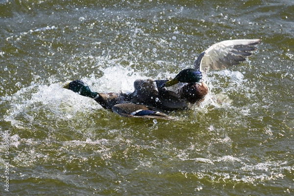 Fototapeta Two Drake Mallard ducks fighting for domination and making many water splahes on a lake