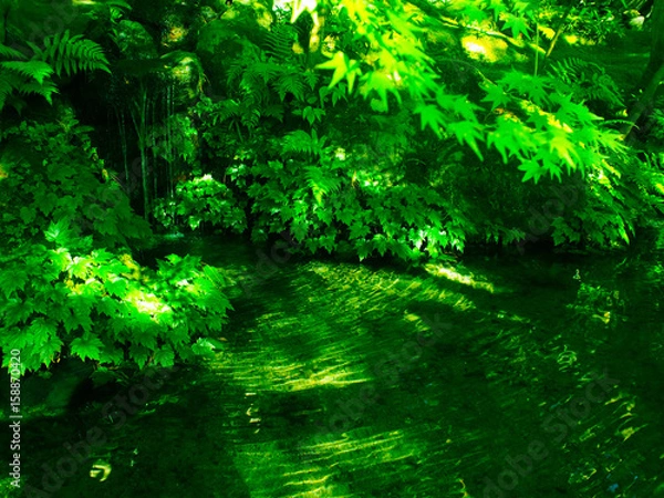 Obraz 瑠璃光院　京都