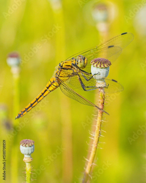 Fototapeta dragonfly on a branch