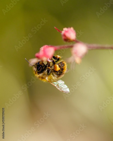 Obraz bumblebee on a flower