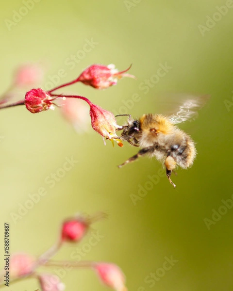 Obraz bee on a flower