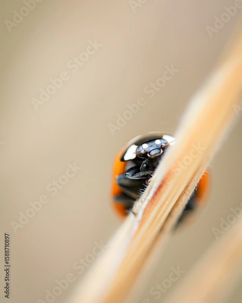 Fototapeta ladybug on a branch