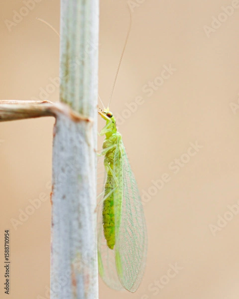 Obraz Green lacewing on a branch