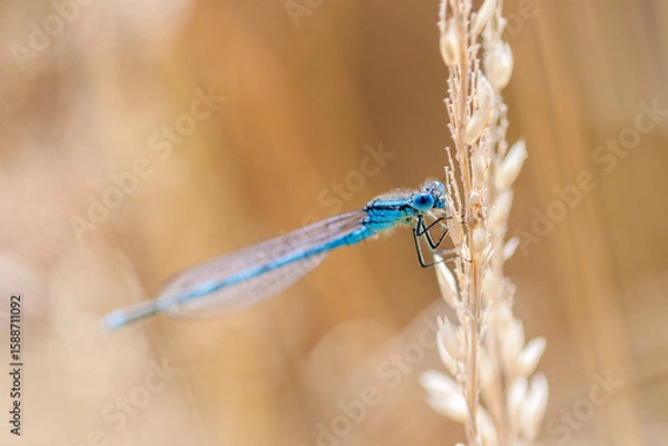 Obraz blue dragonfly on a branch
