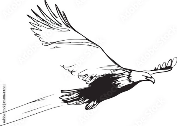 Fototapeta Minimalist and abstract line art of an eagle in flight, continuous and black-and-white only