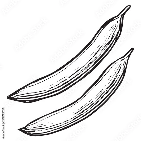 Fototapeta Hand-Drawn Black and White Pea Pod Cluster Illustration for Design