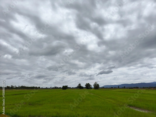 Fototapeta A tranquil landscape unfolds, showcasing a vast expanse of lush green rice fields