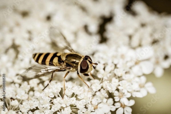 Obraz Fly on a flower