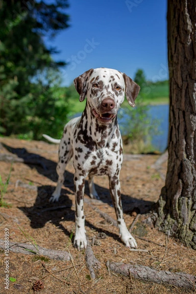 Obraz dalmatian at the river
