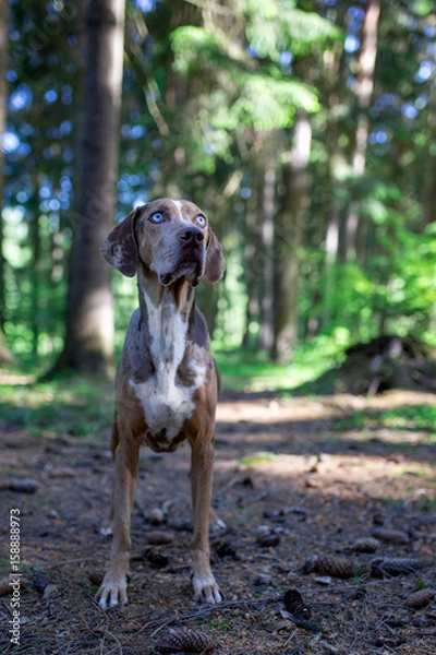 Obraz Catahoula Leopard Dog