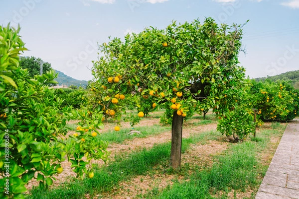 Obraz Orange Tree in Mallorca, Spain