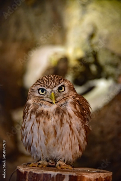 Obraz キンメフクロウ / Tengmalm's Owl