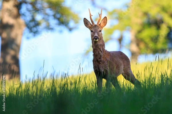 Obraz Rehbock auf einer Wiese