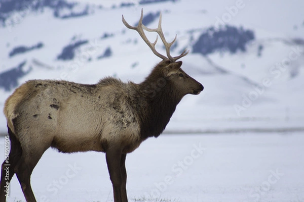 Obraz A lone moose walking through snowy field