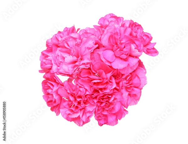 Fototapeta カーネーション