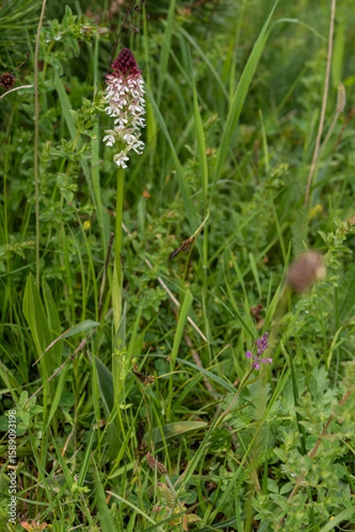 Obraz Orchid Neotinea ustulata