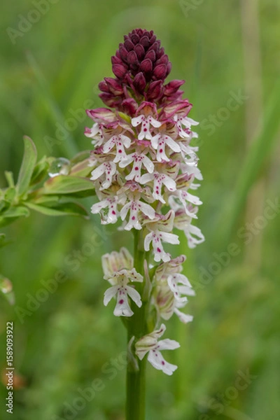 Obraz Orchid Neotinea ustulata